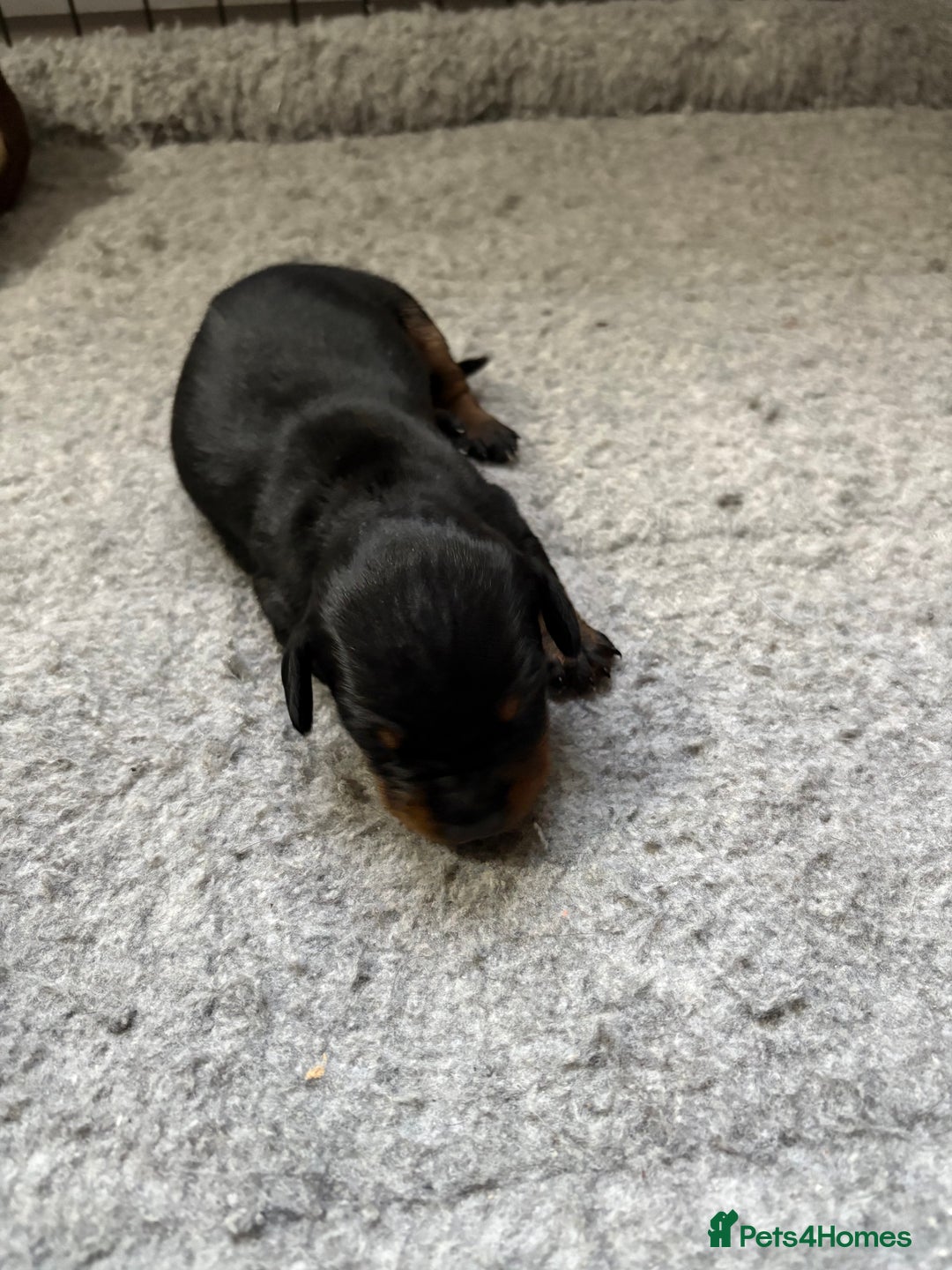 Dachshund dogs for sale: Cross miniature dachshund puppies - Image 5