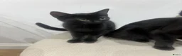Mixed Breed cats for sale: Two black male kittens in Melton Mowbray - Advert 11