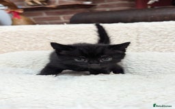 European cats for sale: 5 European shorthair kittens  - Image 20