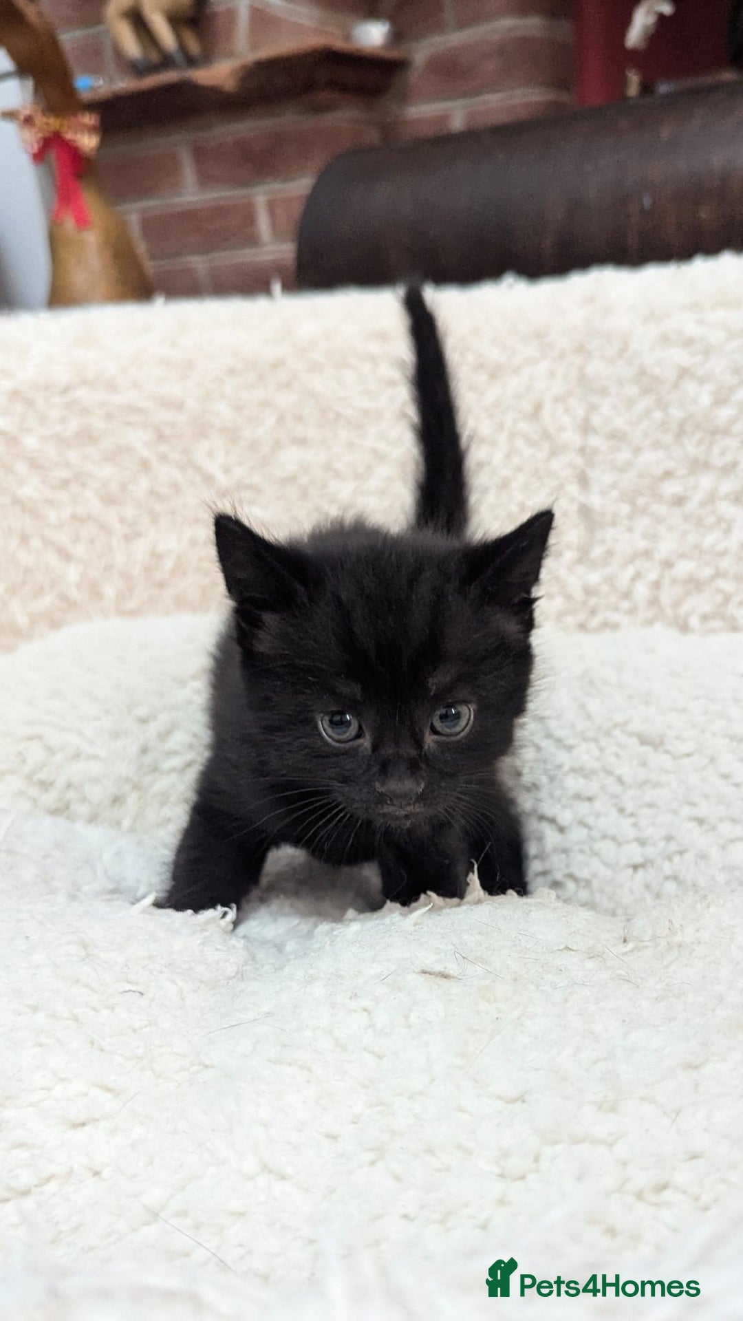 European cats for sale: 5 European shorthair kittens  - Image 20