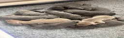 Weimaraner dogs for sale: KC Registered Weimaraner Puppies - Advert 20