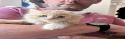 Mixed Breed cats for sale: Beautiful Persian cross kittens  - Advert 23