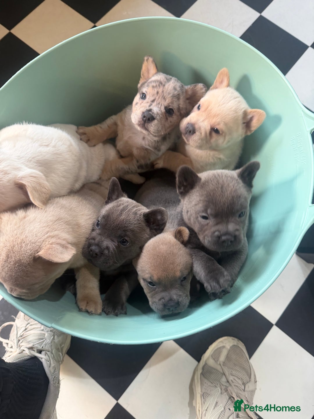 Chow Chow dogs for sale: French chows  - Advert 3