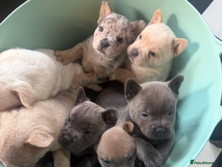 Chow Chow dogs French chows - Advert 11