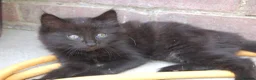 Mixed Breed cats for sale: Black kittens with brown stripes - Advert 5