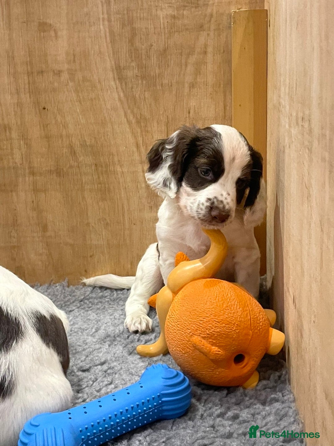 Sprocker dogs for sale: One dog Sprocker puppy for sale 3/4 cocker  - Image 2