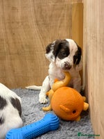 Sprocker dogs - Advert 12