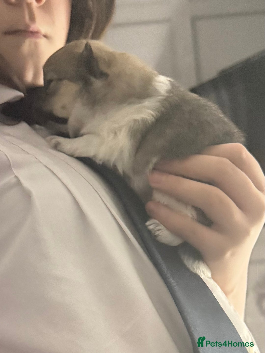 Pomchi dogs for sale: 3/4 Pom 1/4 chi Pomchi F1BB - Advert 26