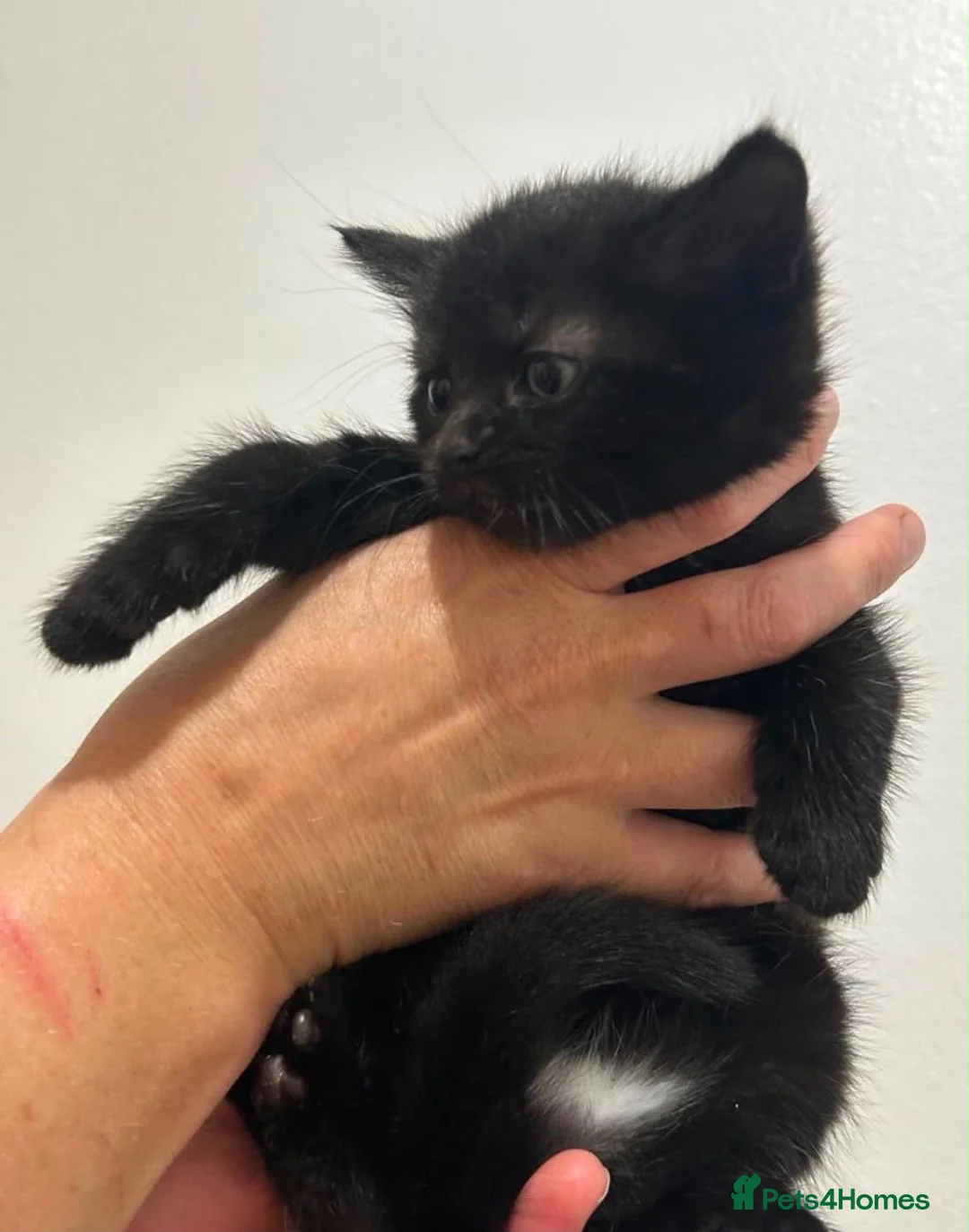 Mixed Breed cats for sale: Female kitten  - Advert 1