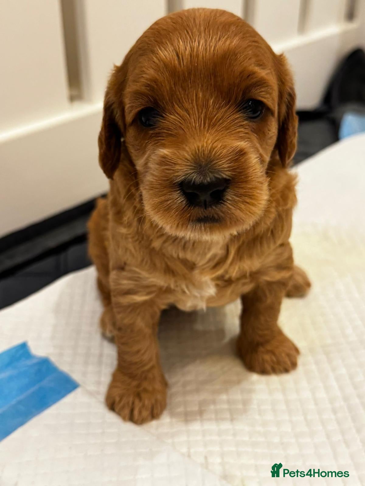 Mixed Breed dogs Two Beautiful Double Doodle Puppies – Boy & Girl - Advert 2