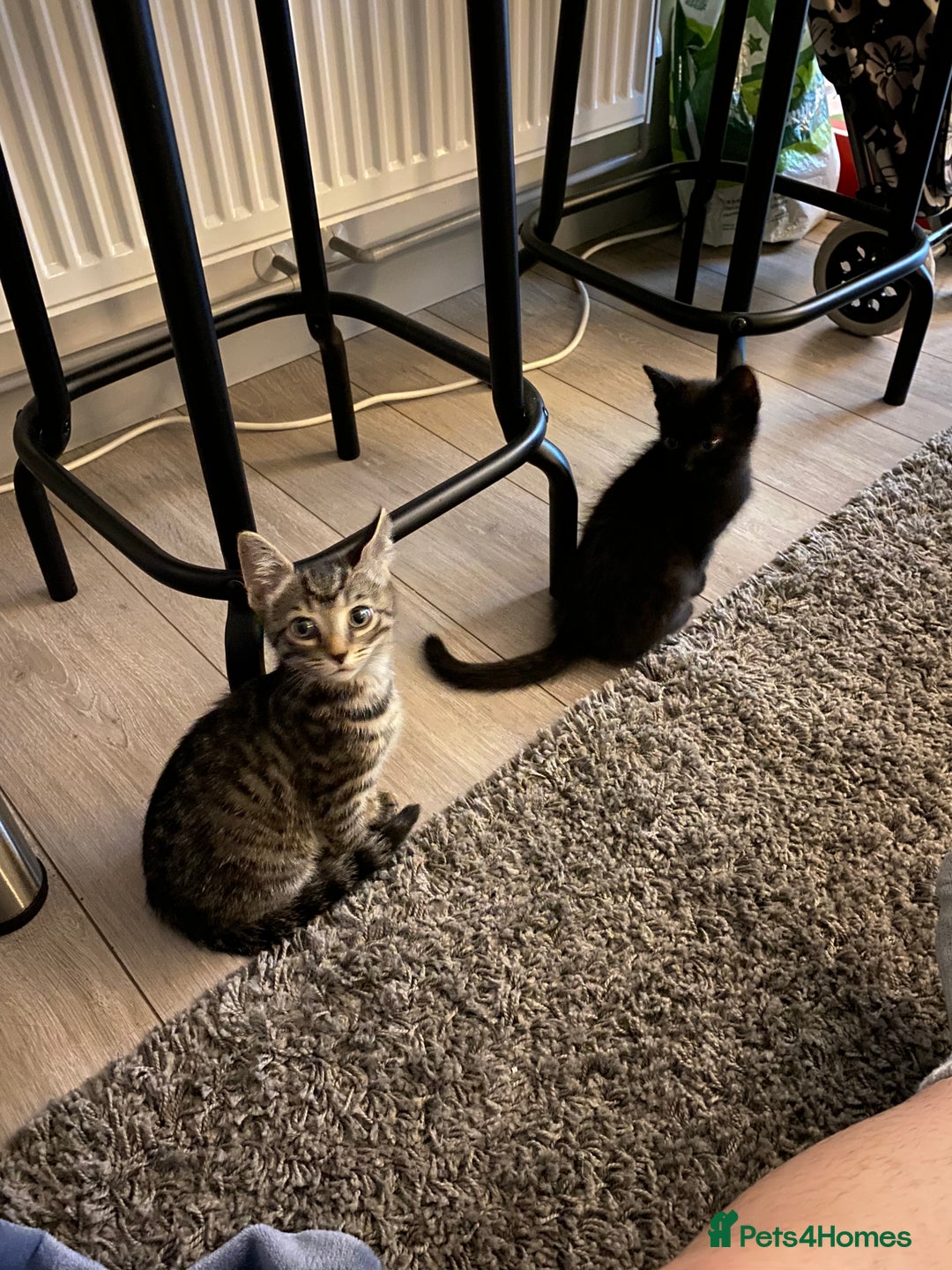 Domestic Shorthair cats for sale: Beautiful tabby shorthair kittens for sale  - Image 11
