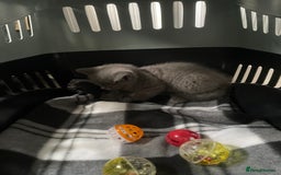 British Shorthair cats for sale: 8 week old British shorthair  - Image 5