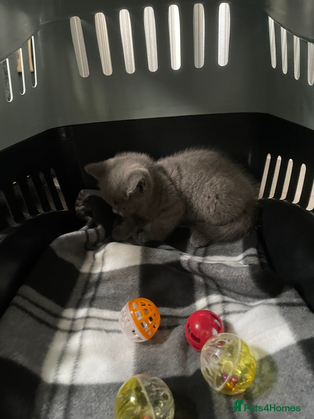 British Shorthair cats for sale: 8 week old British shorthair  - Image 5