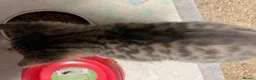 Mixed Breed cats for sale: Stunning Ragdoll / Bengal Mixed Kittens in Shipley - Advert 11