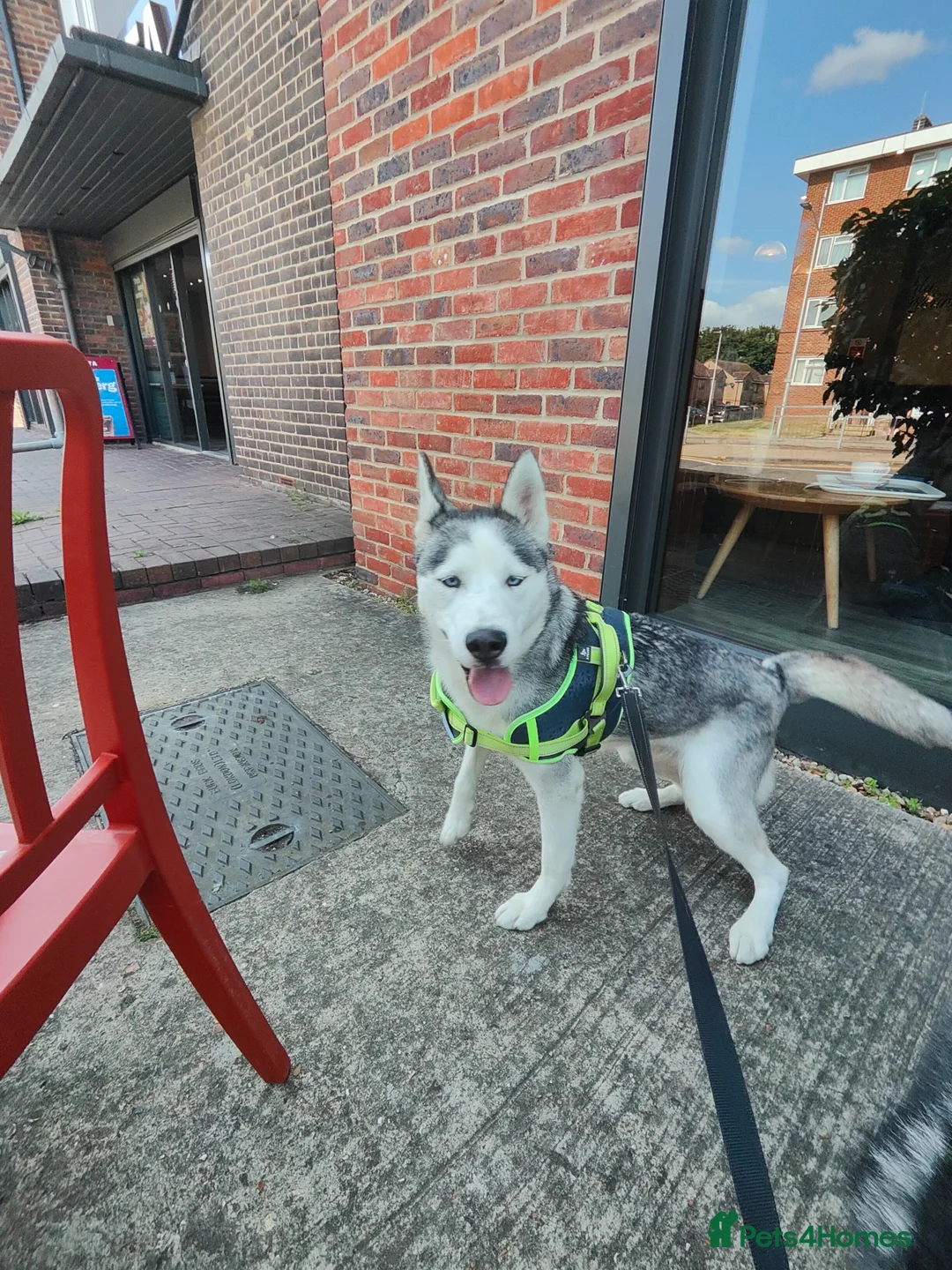 Siberian Husky dogs for sale: Female rehome  - Advert 1