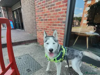 Siberian Husky dogs Female rehome - Advert 2