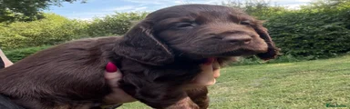 💜 Chocolate Girl Cocker Spaniel 💜