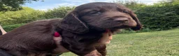 Cocker Spaniel dogs for sale: Show type cocker spaniels  - Advert 7