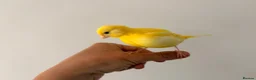 Canaries birds for sale: Adult and hand reared young canaries - Advert 17