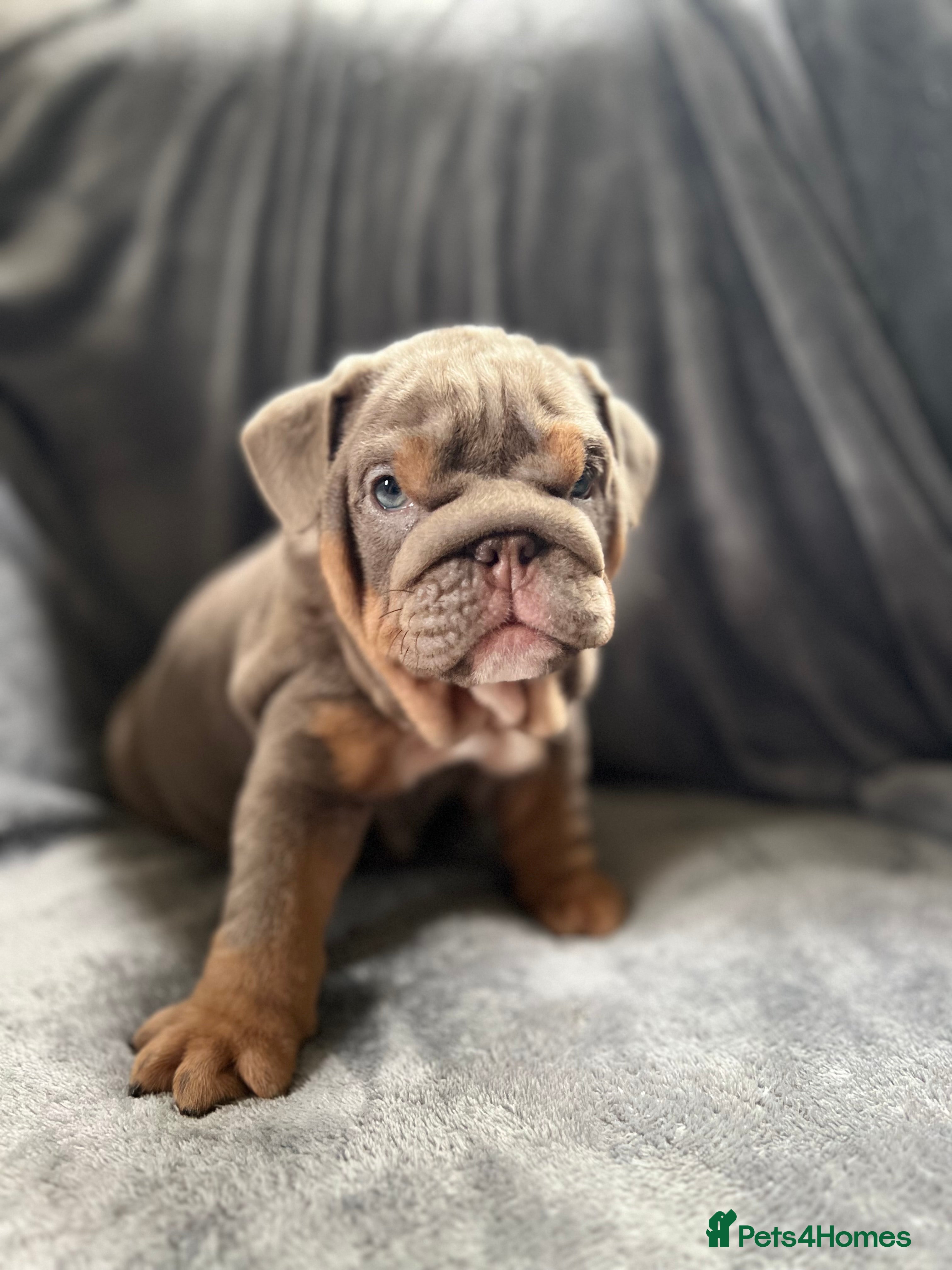 English Bulldog dogs 🐶Gorgeous KC English Bulldog Puppies🐶 - Advert 2