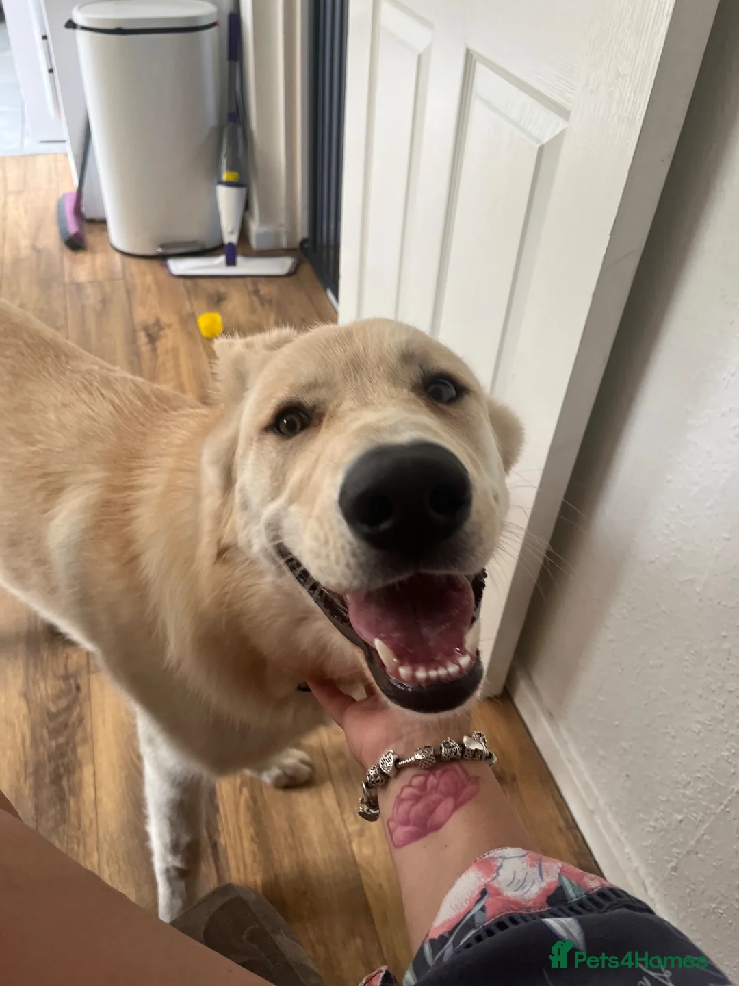 Mixed Breed dogs for sale: Beautiful 7 month old German shepherd boy  in Stafford - Advert 2
