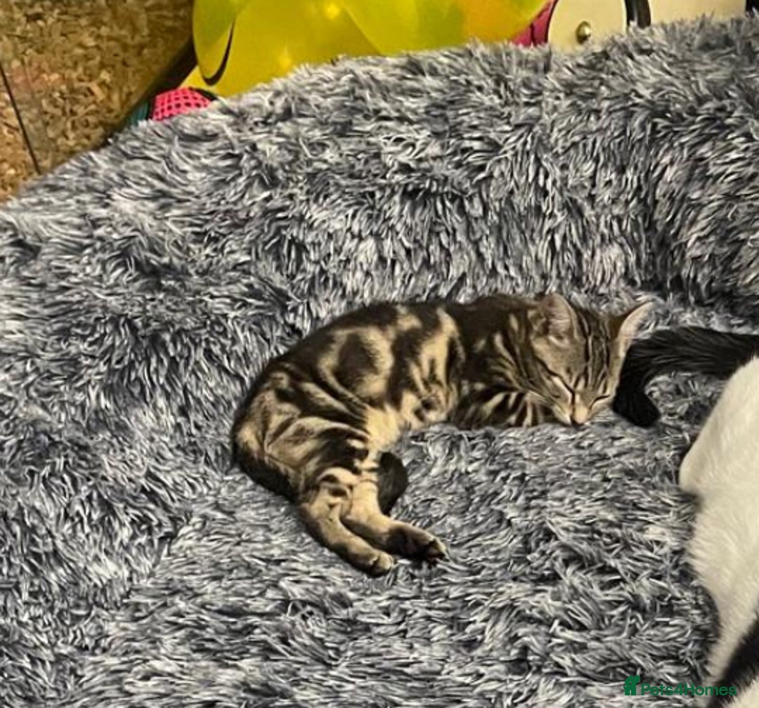 Domestic Shorthair cats for sale: Two kittens for sale - Image 1