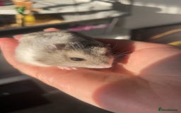 Hamster rodents for sale: 2 friendly dwarfed hamsters - Image 2
