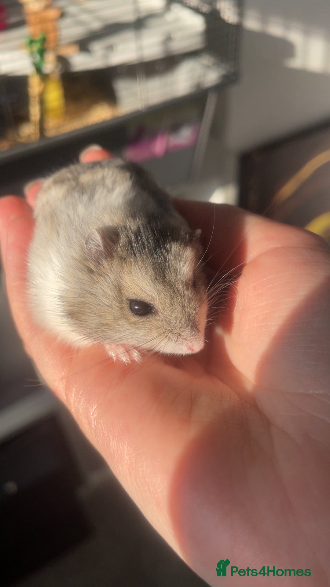 Hamster rodents for sale: 2 friendly dwarfed hamsters - Image 2