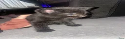 Mixed Breed cats for sale: 4 kittens for sale in Bolton - Advert 5