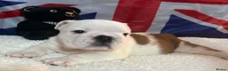 English Bulldog dogs for sale: English bulldog gorgeous pups kc registered  - Advert 11