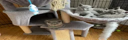 British Shorthair cats for sale: British blue shorthair kittens  - Advert 7
