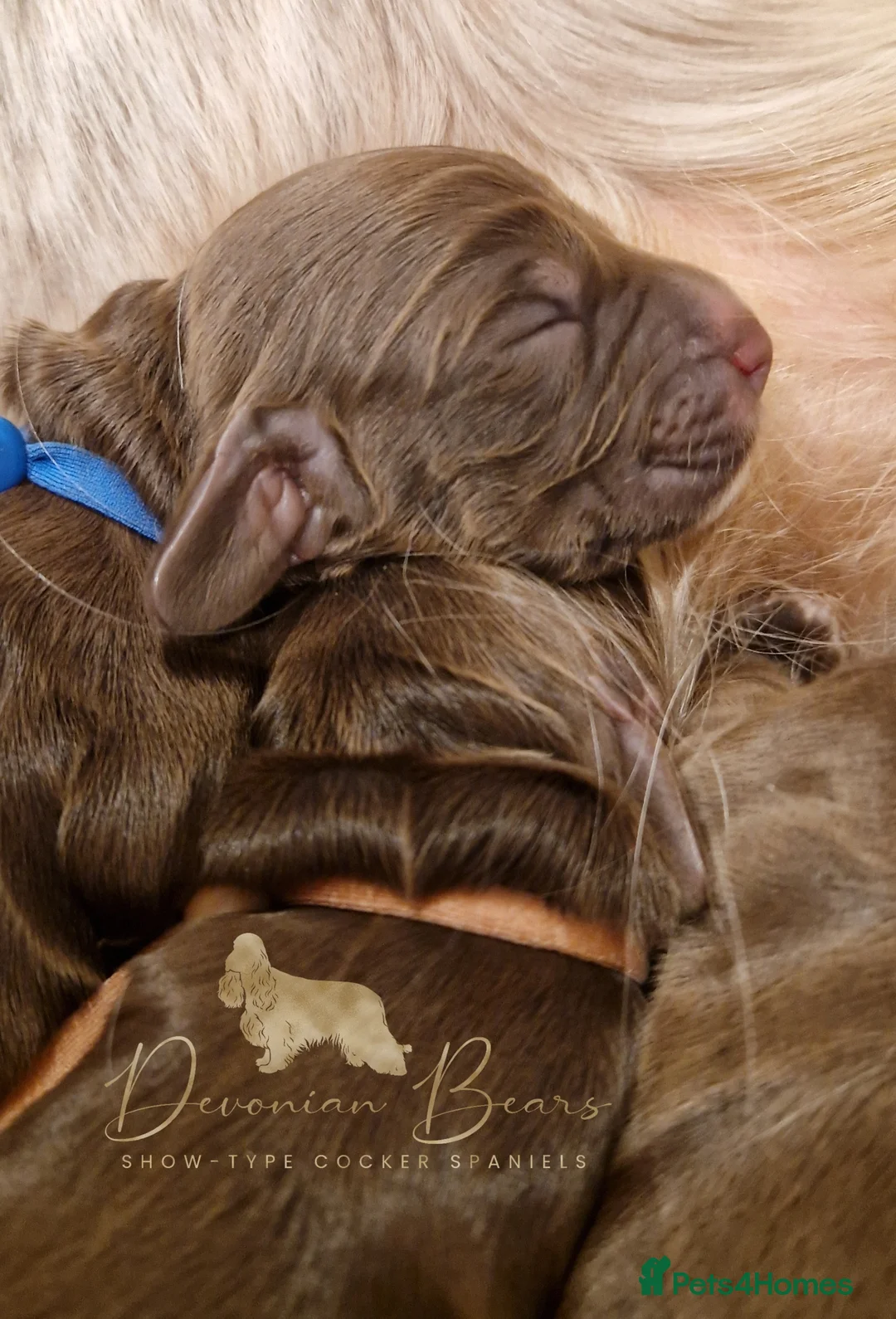 Cocker Spaniel dogs for sale: FULLY Health tested English Cocker Spaniel puppies - Advert 23