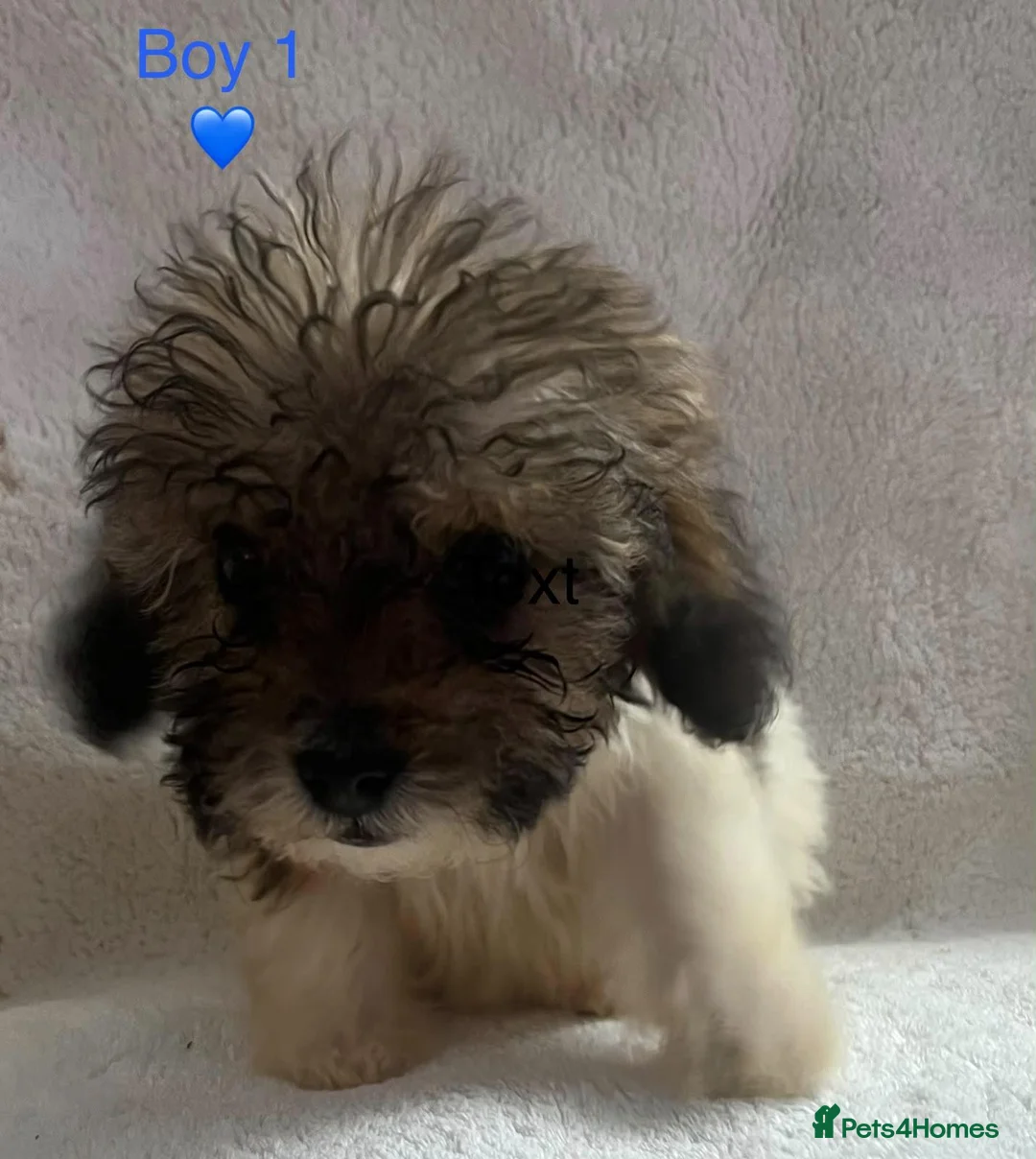Cockapoo dogs for sale: Beautiful cockapoos ready now 😍  in Knaresborough - Advert 2