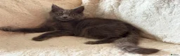 Maine Coon cats for sale: Maine coon kittens fluffy cuddly kittens - Advert 8