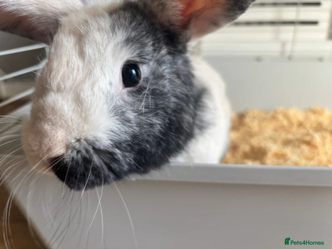 Mixed Breed rabbits for sale: Clangus in Glasgow - Advert 3