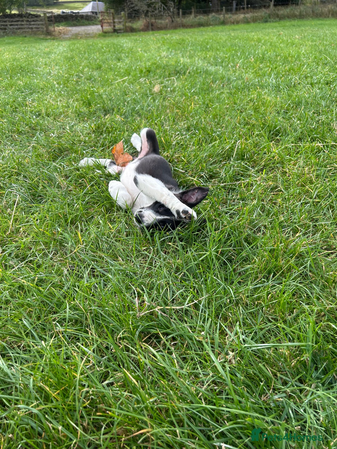 Border Collie dogs for sale: ⭐️ Border Collie Puppies ⭐️ - Image 25
