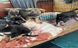 German Shepherd dogs for sale: Outstanding German shepherd pups  - Advert 14