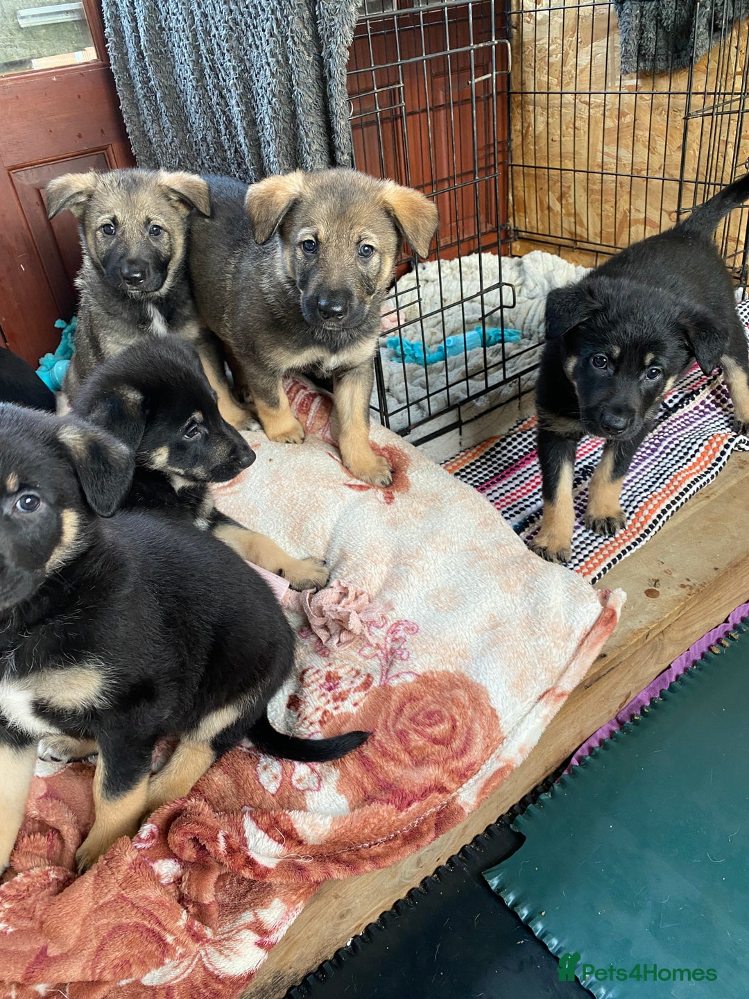 German Shepherd dogs for sale: Outstanding German shepherd pups  - Advert 14