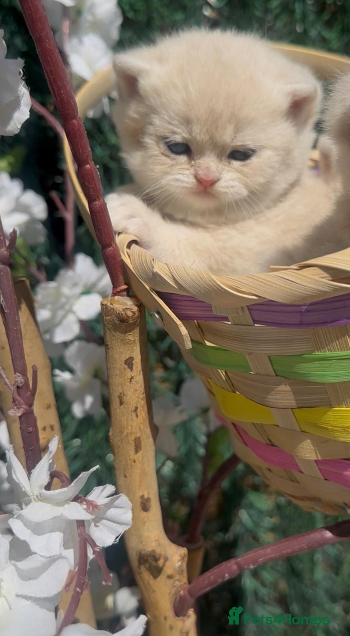 British Shorthair cats Gorgeous fur babies 😻 - Advert 1