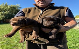 Labrador Retriever dogs for sale: Fantastic kc registered chocolate Labrador puppies - Image 5