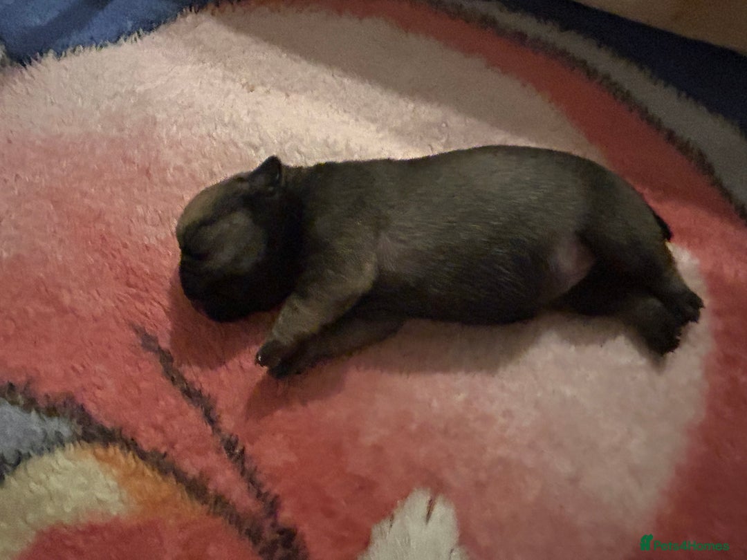Pug dogs for sale: KC reg pug puppies  - Image 3