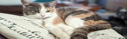 Mixed Breed cats for sale: Domestic short hair x Main coon - Advert 2