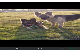 German Shepherd dogs for sale: Last girl available  - Image 2