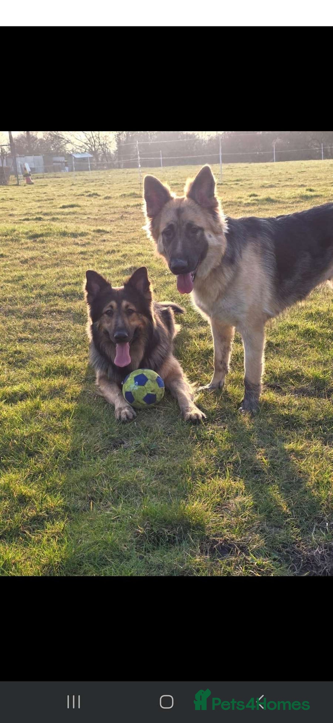 German Shepherd dogs for sale: Last girl available  - Image 2