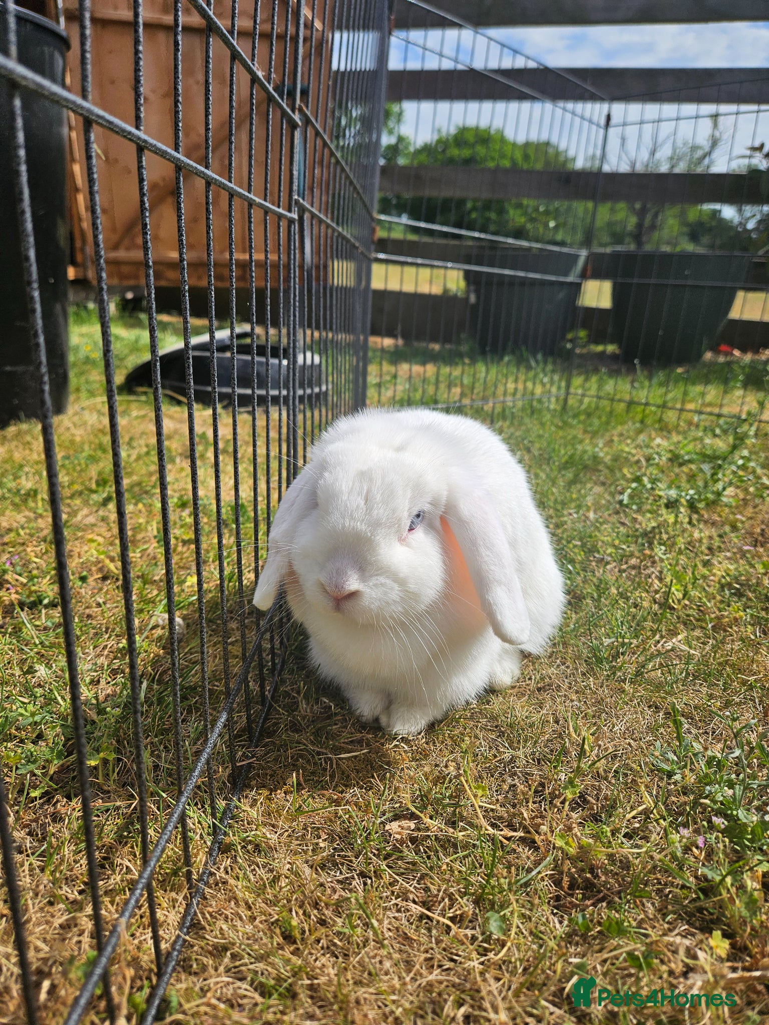 Mini Lop rabbits 🧡 Female Purebred mini lop 🧡 - Advert 1