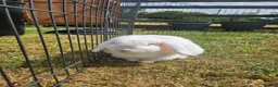 Mini Lop rabbits for sale: 🧡 Female Purebred mini lop 🧡 - Advert 1