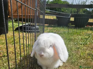 Mini Lop rabbits 🧡 Female Purebred mini lop 🧡 - Advert 1