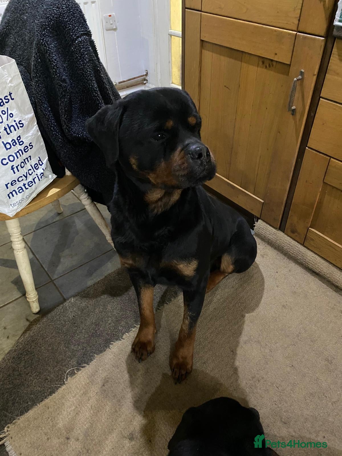 Rottweiler dogs Simba - Advert 1