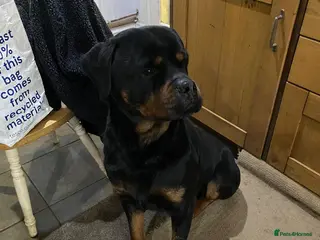 Rottweiler dogs Simba - Advert 1