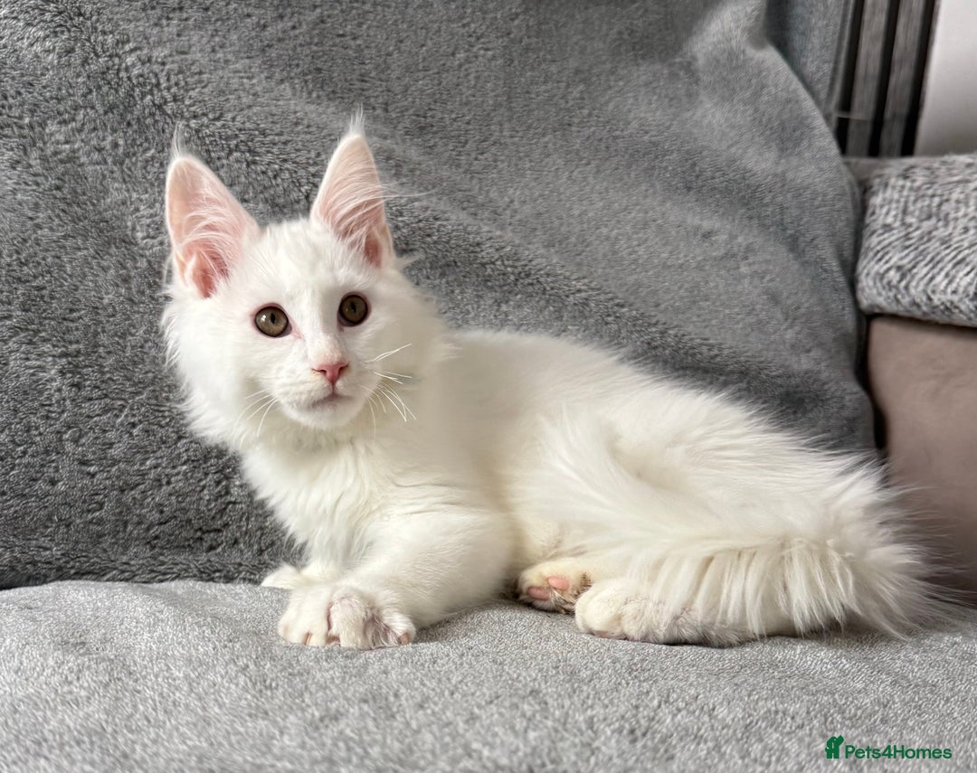 Maine Coon cats for sale: Maine Coon Kittens TICA Registered Cattery  - Image 26
